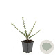 Cotoneaster horizontalis GM P9