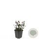Euonymus fort. 'Dart's Blanket' GM P9