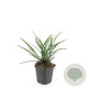 Liriope muscari 'Big Blue' GM P9