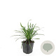 Liriope muscari 'Big Blue' GM P9