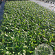 Persicaria aff. 'Superba' GM P9