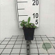 Persicaria aff. 'Superba' GM P9