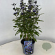 Caryopteris cland. Grand Bleu 30-40 cm 2,0L