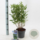 Caryopteris cland. Grand Bleu 30-40 cm 2,0L