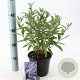 Caryopteris cland. Grand Bleu 30-40 cm 2,0L