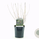 Caryopteris cland. 'Kew Blue' 30-40 cm 2,0L