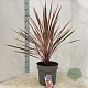 Cordyline aus. 'Southern Splendour' 70-80 cm 12L