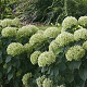 Hydrangea a. Lime Rickey GM 3,0L leverbaar