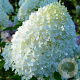 Hydrangea pan. Minty Spirit GM 3,0L leverbaar