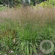 Molinia arund. 'Karl Foerster' GM 3,0L leverbaar