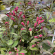 Weigela florida Vinho Verde GM 3,0L leverbaar