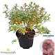 Azalea (J) 'Momoko' 20-25 cm 2,0L