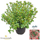 Azalea (J) 'Rex' 25-30 cm 4,0L