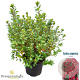 Azalea (J) 'Toreador' 25-30 cm 4,0L