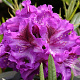 Rhododendron 'Anatevka' 30-40 cm 5,0L struik