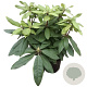 Rhododendron 'Azzuro' paars 30-40 cm 5,0L struik