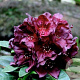 Rhododendron 'Black Widow' 30-40 cm 5,0L struik