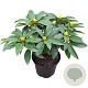 Rhododendron 'Grifie' 30-40 cm 5,0L struik