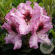 Rhododendron 'Hachmann's Kokardia' 30-40 cm 5,0L struik