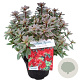 Rhododendron (AI) 'Hellmut Vogel' 25-30 cm 4,0L