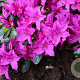 Rhododendron (AJ) Lady Dark 25-30 cm 2,0L