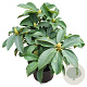 Rhododendron 'Lumie' 30-40 cm 5,0L struik