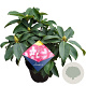 Rhododendron 'Lumie' 30-40 cm 5,0L struik