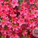 Rhododendron (AJ) 'Moederkensdag' 50-60 cm 20L