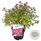 Rhododendron (J) 'Madame van Hecke' 20-25 cm 2,0L