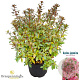 Rhododendron (J) 'Madame van Hecke' 25-30 cm 4,0L