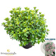 Rhododendron (AJ) 'Peggy Ann' 25-30 cm 4,0L