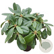 Rhododendron 'Scintillation' 30-40 cm 5,0L struik