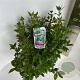 Viburnum tinus 40-50 cm 5,0L
