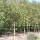Malus baccata 'Street Parade' 16-18 cm draadkluit