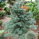 Abies koreocarpa 'Diskus' 40-50 cm 10L