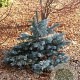 Abies lasiocarpa 'Glacier' 40-50 cm 7,5L