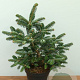 Abies numidica 'Baronagel' 30-40 cm 7,5L