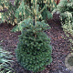 Abies nordmanniana 'Saerling' 30-40 cm 7,5L