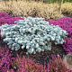 Abies procera 'Procumbens' 25-30 cm 7,5L