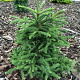 Abies procera 'Rat Tail' 40-50 cm 7,5L