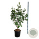 Cornus k. 'Milky Way' 150-175 cm 30L extra