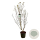 Cornus k. 'Milky Way' 150-175 cm 30L extra