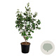 Cornus k. 'Milky Way' 150-175 cm 30L extra