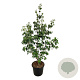 Cornus k. 'Milky Way' 150-175 cm 30L extra