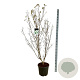 Cornus k. 'Milky Way' 150-175 cm 30L extra