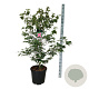 Cornus k. Scarlet Fire 125-150 cm 30L extra