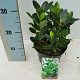 Euonymus fortunei 'Harlequin' 30-40 cm 7,5L