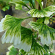 Ginkgo biloba 'Snow Cloud' 20-25 cm 2,0L
