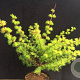 Larix kaempferi 'Magic Gold' 40-50 cm 7,5L
