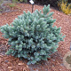 Picea glauca 'Blue Star' 40-50 cm 10L